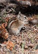 Chipmunk - 