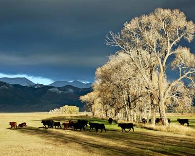 Sustainable Agriculture